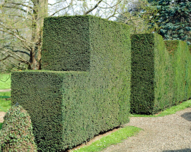 Eiben / Taxus Baccata 100x30x100cm