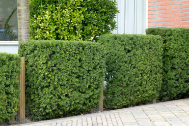 Eiben / Taxus Baccata 100x30x100cm