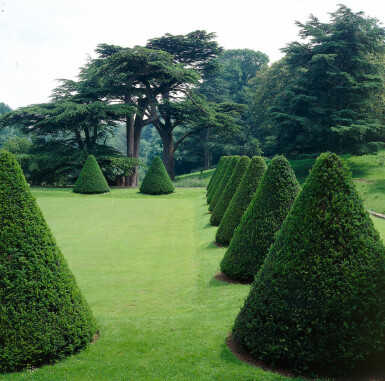 Eiben / Taxus Baccata 100x30x100cm