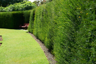 Eiben / Taxus Baccata 100x30x100cm