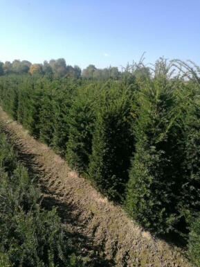 Eiben / Taxus Baccata 100x30x100cm