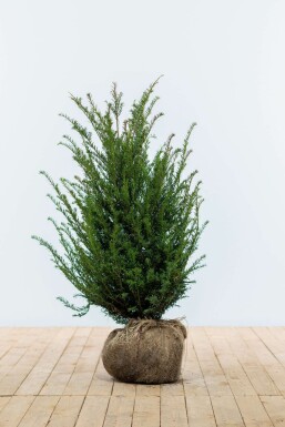 Eiben Taxus baccata Hecke 80-100 Ballen Eiben / Taxus Baccata 80-100 cm