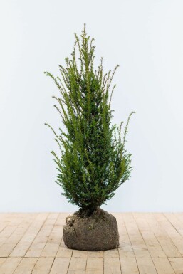 Eiben Taxus baccata Hecke 100-120 Ballen Eiben / Taxus Baccata 100-120 cm