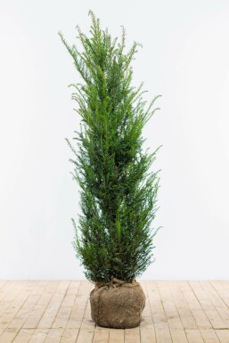 Eiben Taxus baccata Hecke 120-140 Ballen Eiben / Taxus Baccata 120-140 cm