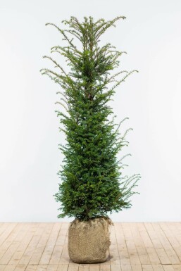 Eiben Taxus baccata Hecke 140-160 Ballen Eiben / Taxus Baccata 140-160 cm
