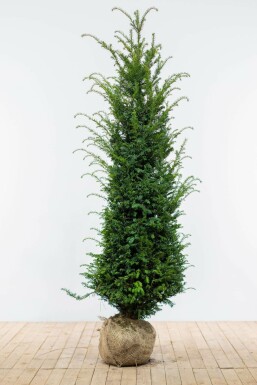 Eiben Taxus baccata Hecke 160-180 Ballen Eiben / Taxus Baccata 160-180 cm