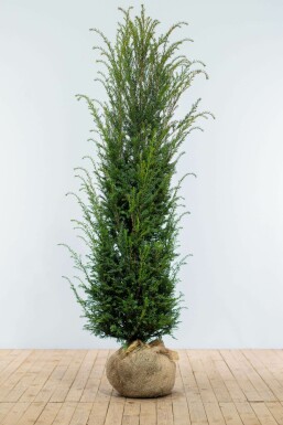 Eiben Taxus baccata Hecke 180-200 Ballen Eiben / Taxus Baccata 180-200 cm