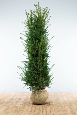 Eiben Taxus baccata Hecke 200-225 Ballen Eiben / Taxus Baccata 200-225 cm