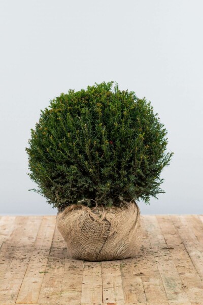 Eiben / Eibe Kugel Taxus Baccata Kugelform 60-70 cm