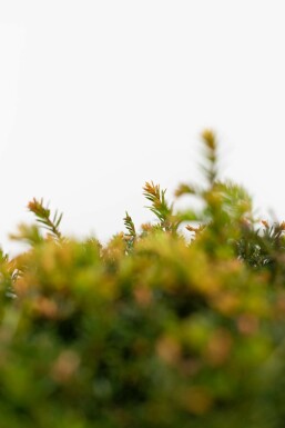 Eiben / Eibe Kugel Taxus Baccata Kugelform 60-70 cm