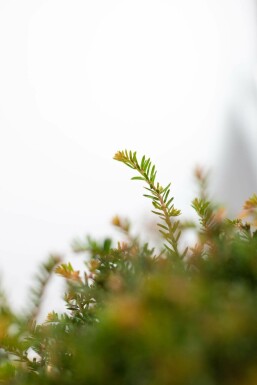 Eiben / Eibe Kugel Taxus Baccata Kugelform 60-70 cm