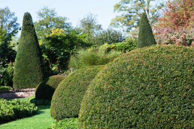 Eiben / Eibe Kugel Taxus Baccata Kugelform 60-70 cm
