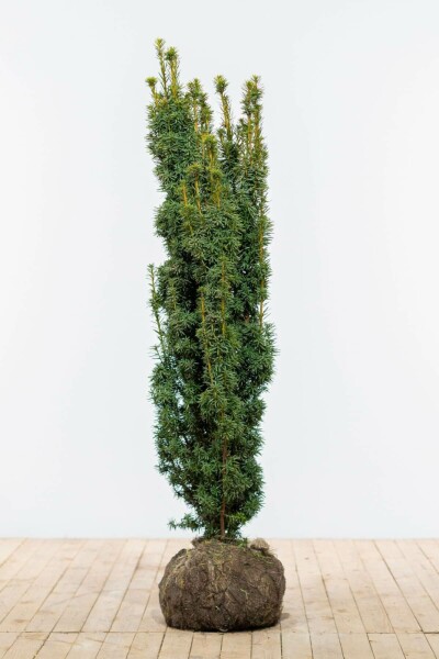 Eiben / Taxus Baccata David 120-140 cm