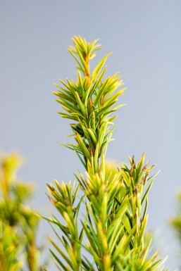 Eiben / Taxus Baccata David 120-140 cm