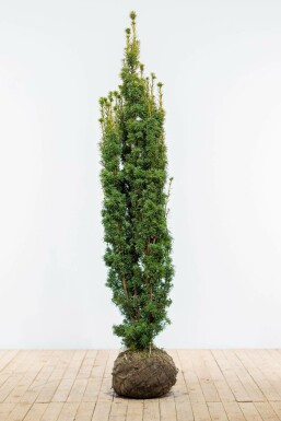 Eiben Taxus baccata David Hecke 180-200 Ballen Eiben / Taxus Baccata David 180-200 cm