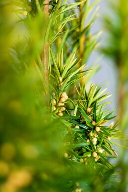 Eiben Taxus baccata David Hecke 180-200 Ballen Eiben / Taxus Baccata David 180-200 cm