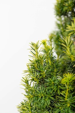 Gelbe Säuleneibe Taxus baccata fastigiata Aurea Hecke 60-80 Ballen