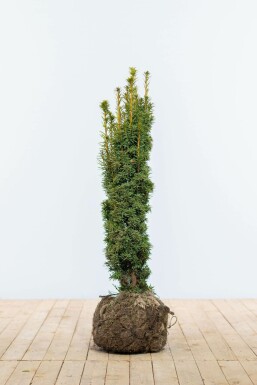 Gelbe Säuleneibe Taxus baccata fastigiata Aurea Hecke 80-100 Ballen Eiben / Gelbe Säuleneibe Taxus Baccata Fastigiata Aurea 80-100 cm