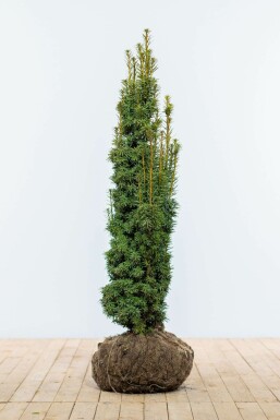 Gelbe Säuleneibe Taxus baccata fastigiata Aurea Hecke 100-120 Ballen Eiben / Gelbe Säuleneibe Taxus Baccata Fastigiata Aurea 100-120 cm