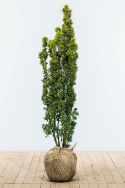 Gelbe Säuleneibe Taxus baccata fastigiata Aurea Hecke 120-140 Ballen Eiben / Gelbe Säuleneibe Taxus Baccata Fastigiata Aurea 120-140 cm