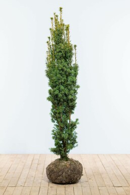 Gelbe Säuleneibe Taxus baccata fastigiata Aurea Hecke 140-160 Ballen Eiben / Gelbe Säuleneibe Taxus Baccata Fastigiata Aurea 140-160 cm