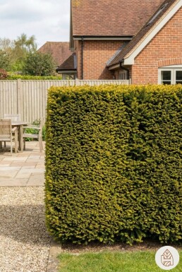 Eiben / Gelbe Säuleneibe Taxus Baccata Fastigiata Aurea 140-160 cm