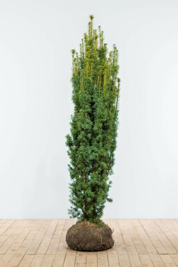 Gelbe Säuleneibe Taxus baccata fastigiata Aurea Hecke 160-180 Ballen