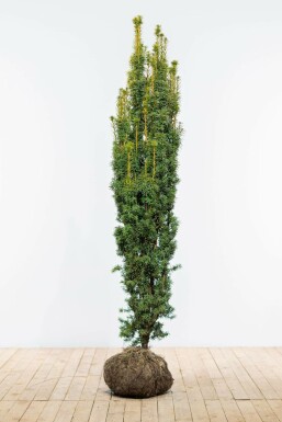 Gelbe Säuleneibe Taxus baccata fastigiata Aurea Hecke 180-200 Ballen Eiben / Gelbe Säuleneibe Taxus Baccata Fastigiata Aurea 180-200 cm
