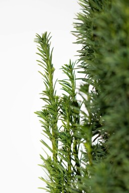 Schmale Säuleneibe Taxus baccata fastigiata Robusta Hecke 80-100 Ballen Eiben / Schmale Säuleneibe Taxus Baccata Fastigiata Robusta 80-100 cm