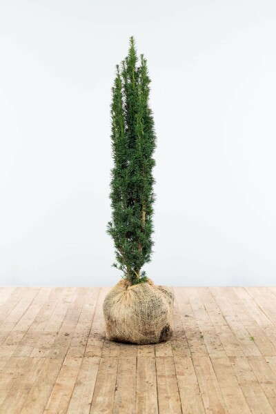 Eiben / Schmale Säuleneibe Taxus Baccata Fastigiata Robusta 100-120 cm