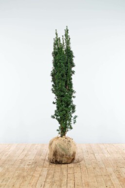 Schmale Säuleneibe Taxus baccata fastigiata Robusta Hecke 120-140 Ballen Eiben / Schmale Säuleneibe Taxus Baccata Fastigiata Robusta 120-140 cm
