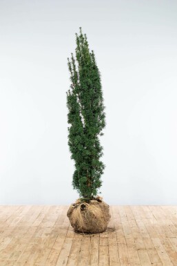 Schmale Säuleneibe Taxus baccata fastigiata Robusta Hecke 140-160 Ballen Eiben / Schmale Säuleneibe Taxus Baccata Fastigiata Robusta 140-160 cm