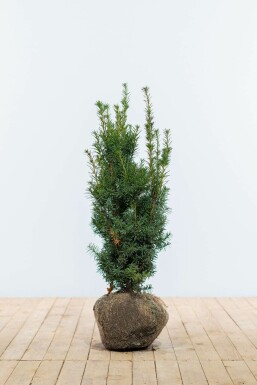 Eiben Taxus Media Hicksii Hecke 60-80 Ballen Eiben / Taxus Media Hicksii 60-80 cm