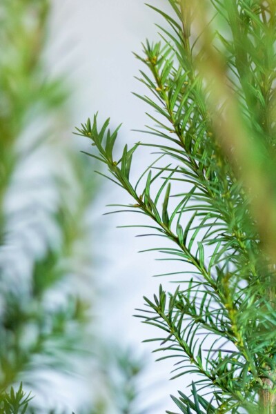 Eiben Taxus Media Hicksii Hecke 60-80 Ballen Eiben / Taxus Media Hicksii 60-80 cm