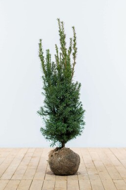 Eiben / Taxus Media Hicksii