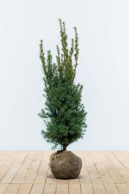 Eiben Taxus Media Hicksii Hecke 80-100 Ballen Eiben / Taxus Media Hicksii 80-100 cm