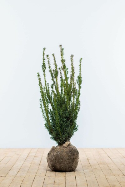 Eiben / Taxus Media Hillii 80-100 cm