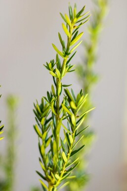 Eiben / Taxus Media Hillii 80-100 cm