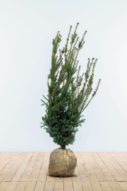 Eiben Taxus Media Hilli Hecke 100-120 Ballen Eiben / Taxus Media Hillii 100-120 cm