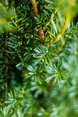 Eiben Taxus Media Hilli Hecke 100-120 Ballen Eiben / Taxus Media Hillii 100-120 cm