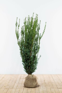 Eiben / Taxus Media Hillii