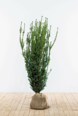 Eiben Taxus Media Hilli Hecke 120-140 Ballen Eiben / Taxus Media Hillii 120-140 cm