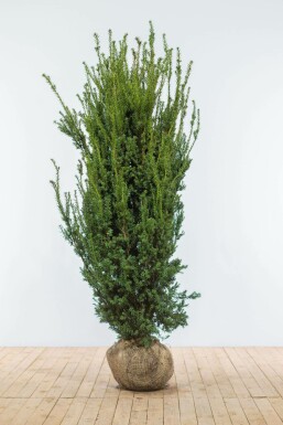 Eiben Taxus Media Hilli Hecke 180-200 Ballen