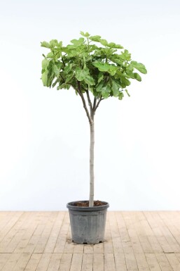 Feigenbaum / Ficus Carica auf Stamm