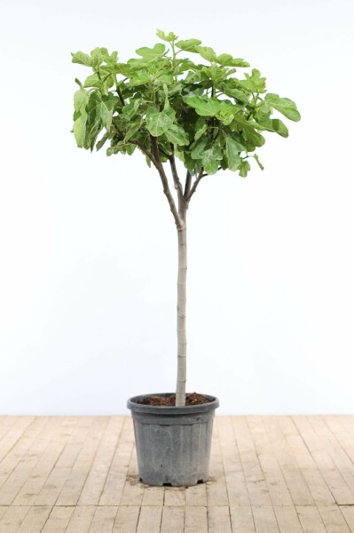 Feigenbaum / Ficus Carica auf Stamm