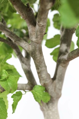 Feigenbaum Ficus Carica Auf Stamm 30-40 175-200 Topf
