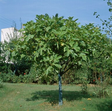 Feigenbaum Ficus Carica Auf Stamm 30-40 175-200 Topf Feigenbaum / Ficus Carica auf Stamm 175-200 cm