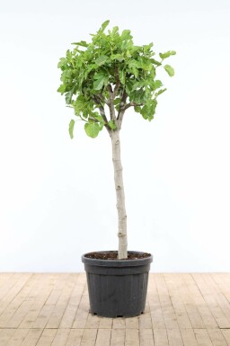 Feigenbaum Ficus Carica Auf Stamm 40-50 175-200 Topf Feigenbaum / Ficus Carica auf Stamm 175-200 cm
