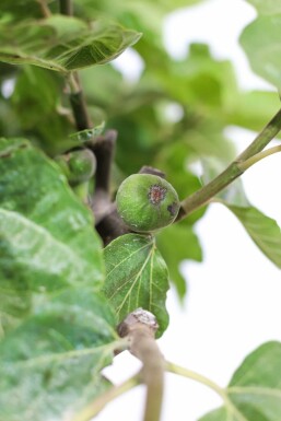 Feigenbaum Ficus Carica Auf Stamm 40-50 175-200 Topf Feigenbaum / Ficus Carica auf Stamm 175-200 cm
