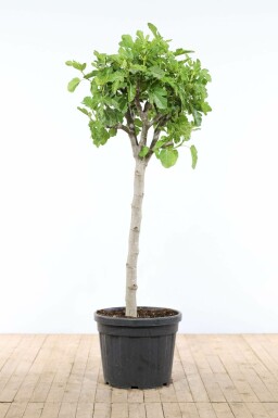 Feigenbaum / Ficus Carica auf Stamm